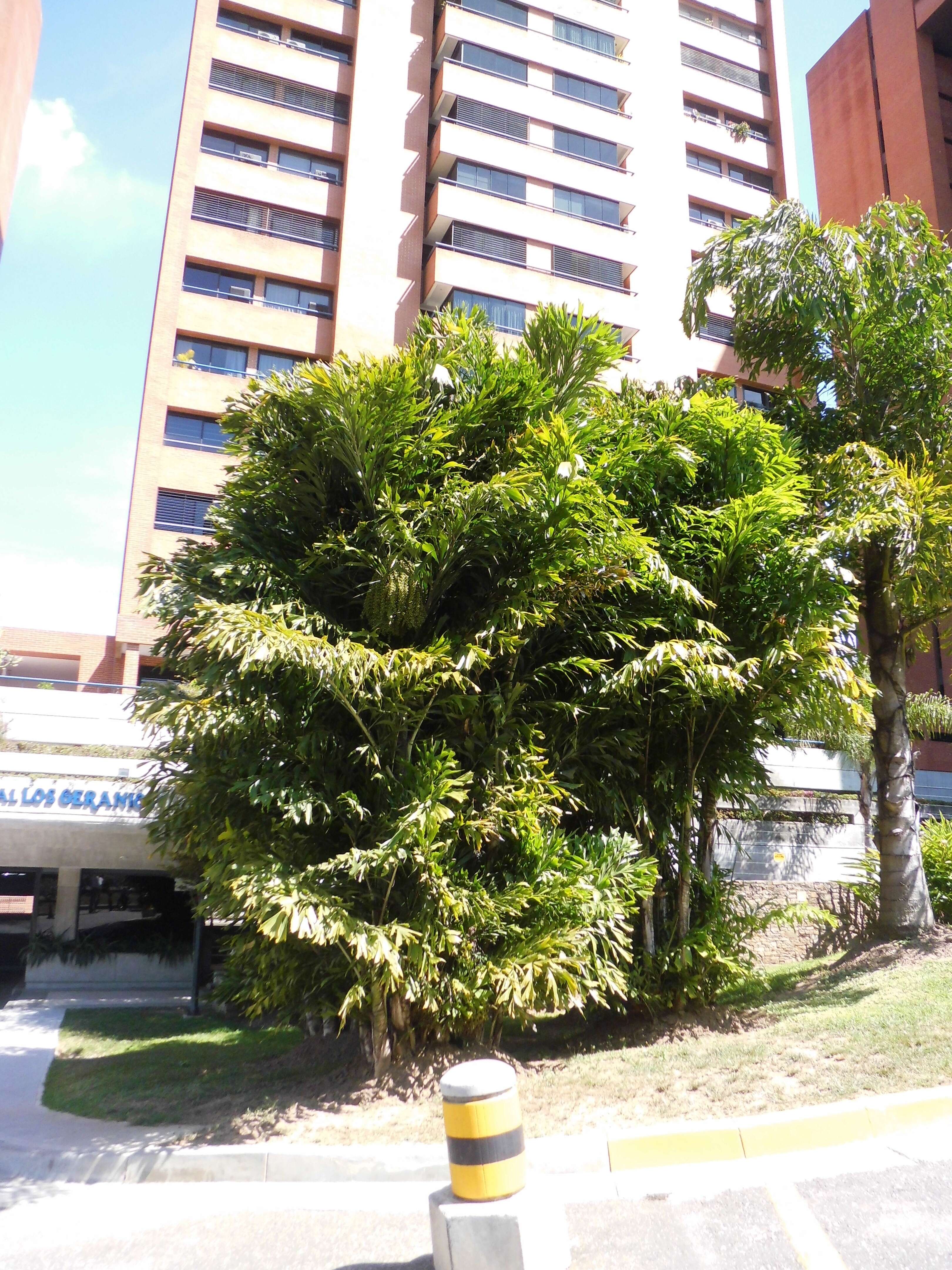 Image of Burmese fishtail palm