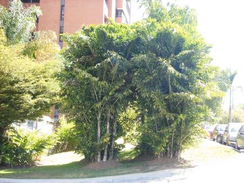 Image of Burmese fishtail palm