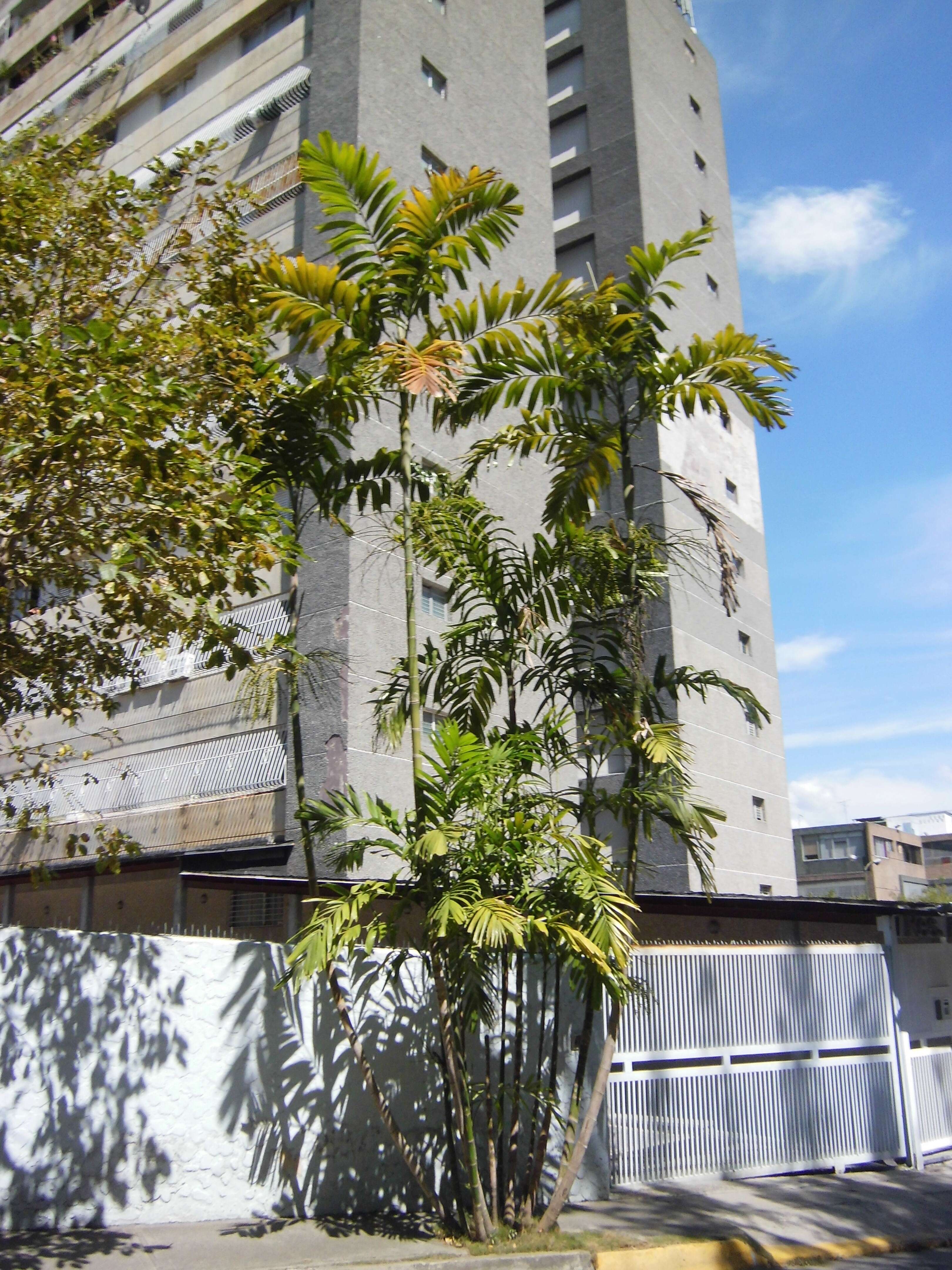 Image of Macarthur Palm