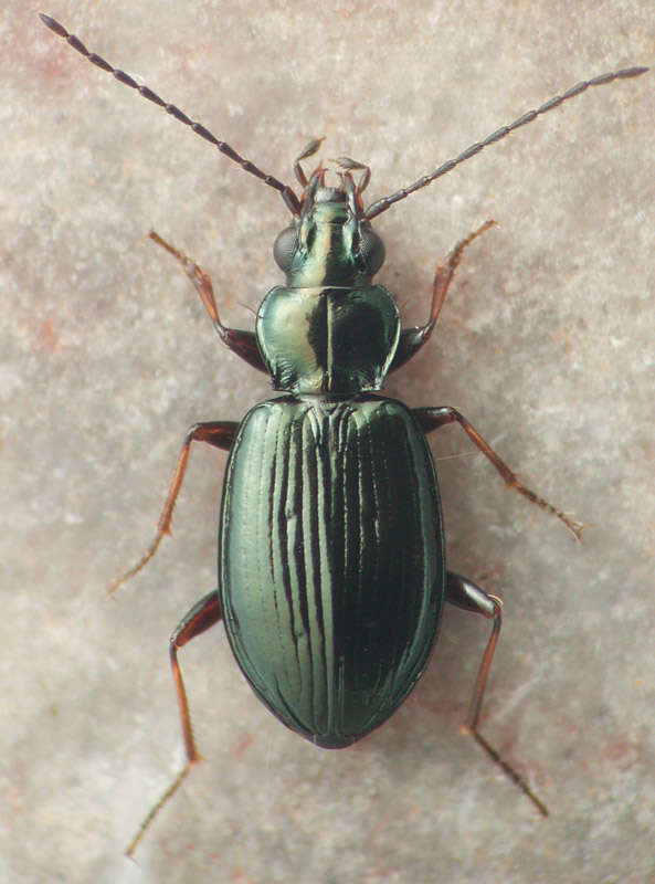 Image of Bembidion (Trechonepha) simplex Hayward 1897