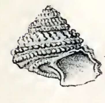 Image of Calliotropis glypta (R. B. Watson 1879)