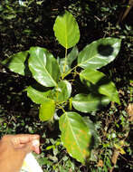 Image of Elaeocarpus munronii