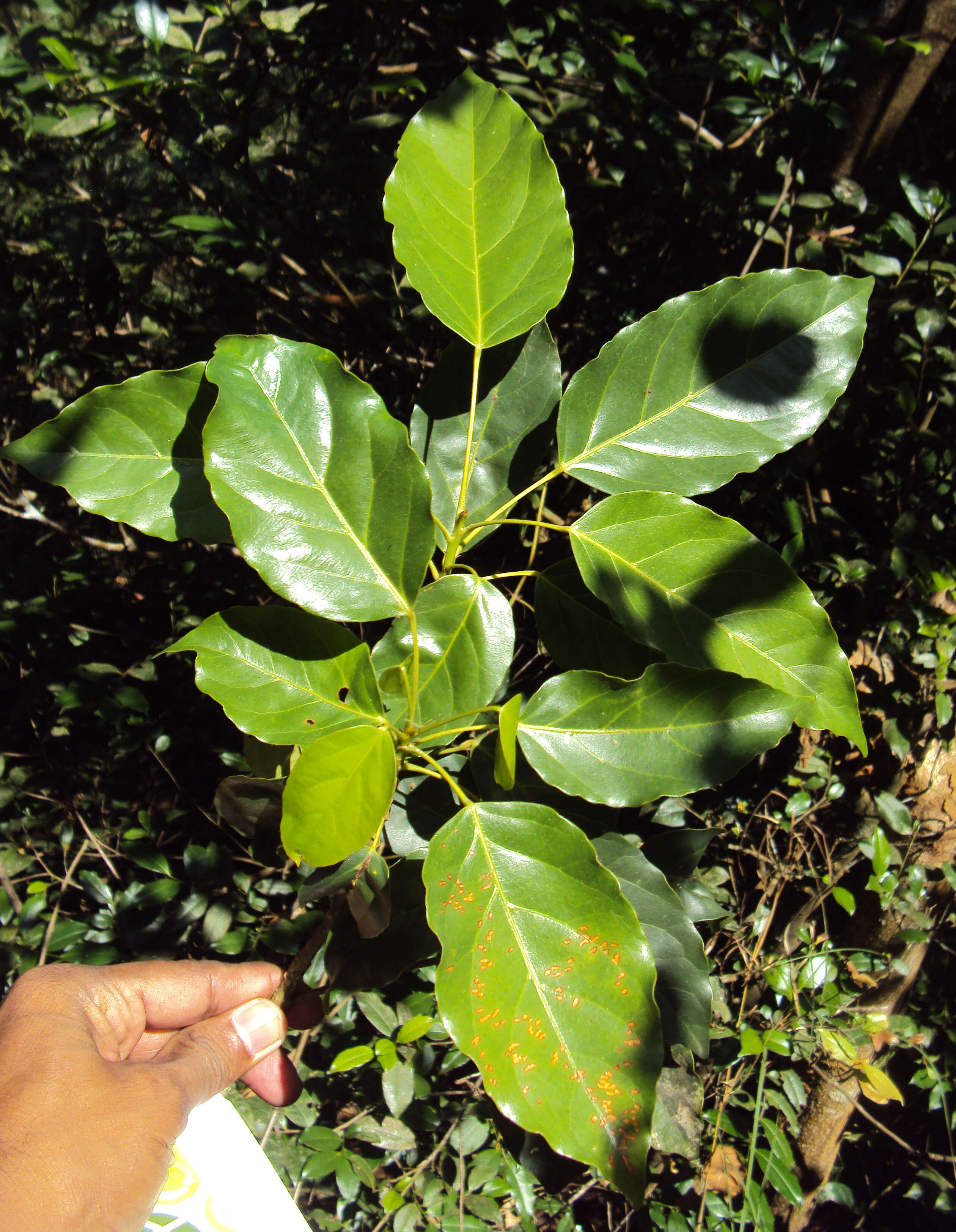 Image of Elaeocarpus munronii