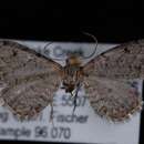 Image of Eupithecia borealis Hulst 1898