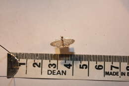 Image of Eupithecia minusculata Alphéraky 1882