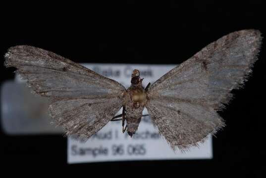 Image of Eupithecia multistrigata Hulst 1896