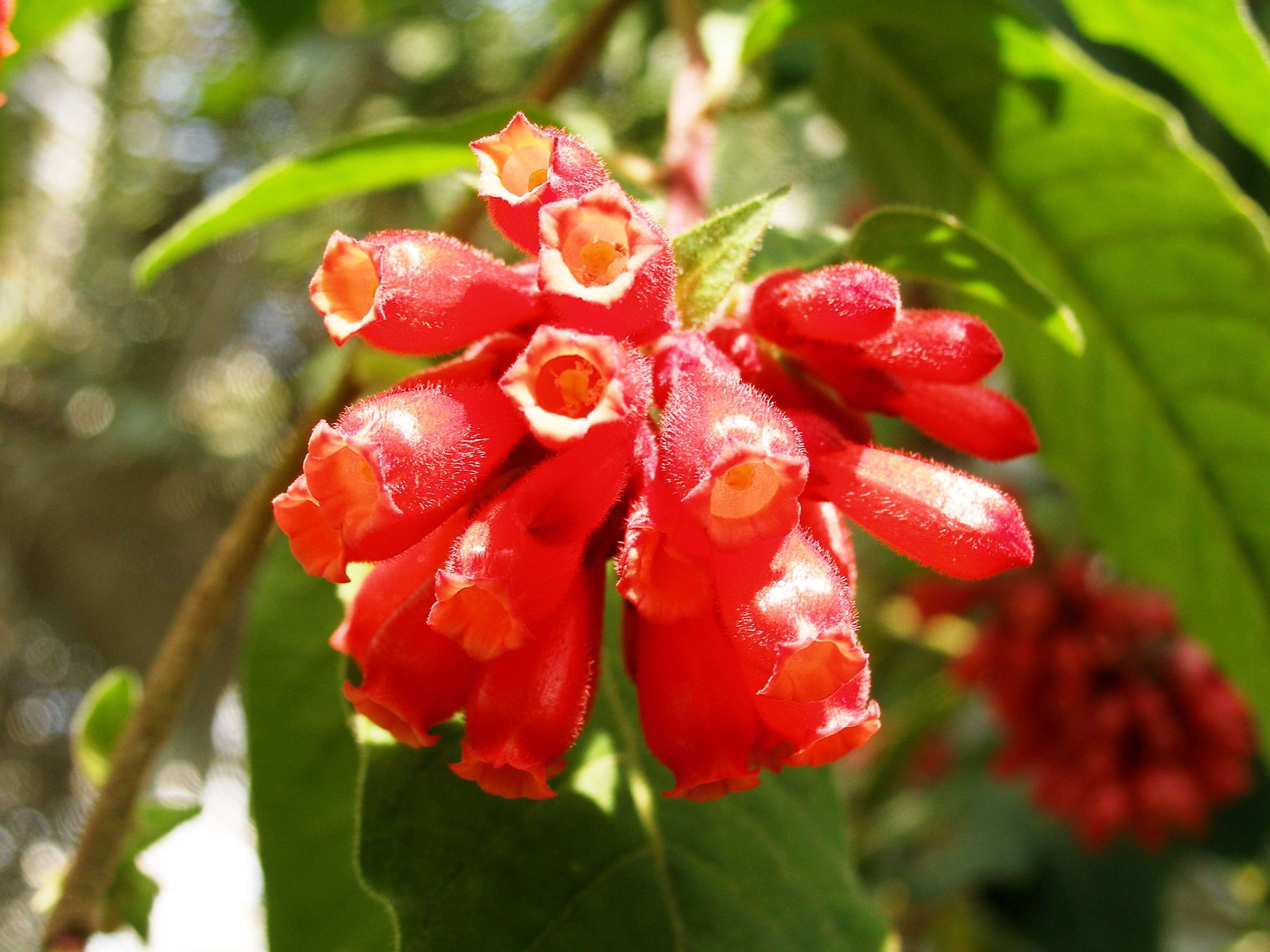 صورة Cestrum fasciculatum (Schltdl.) Miers