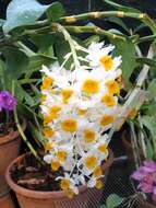 Imagem de Dendrobium thyrsiflorum B. S. Williams