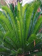 Image of Lake Natron Cycad