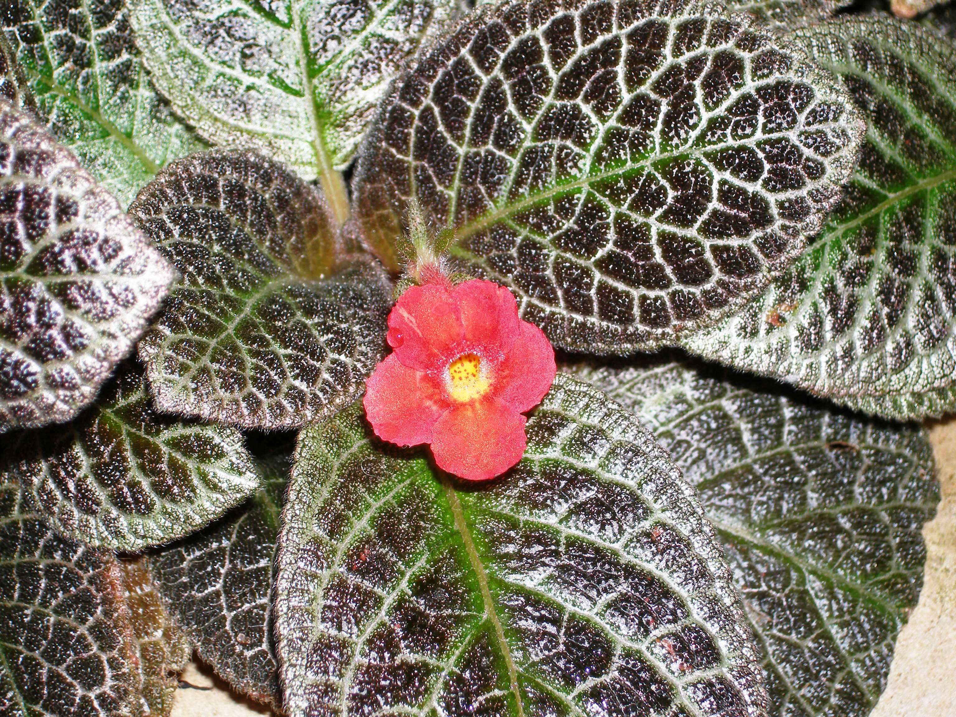 Image of Flame violet