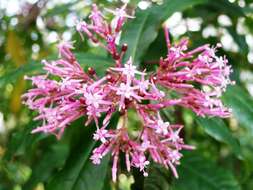 Image of shrubby fuchsia