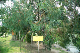 Eucalyptus melliodora A. Cunn. ex Schauer resmi