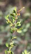 Image of Erythroxylum australe F. Müll.