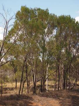 Image of Acacia shirleyi Maiden