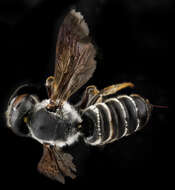 Image of Hostile Leaf-cutter Bee