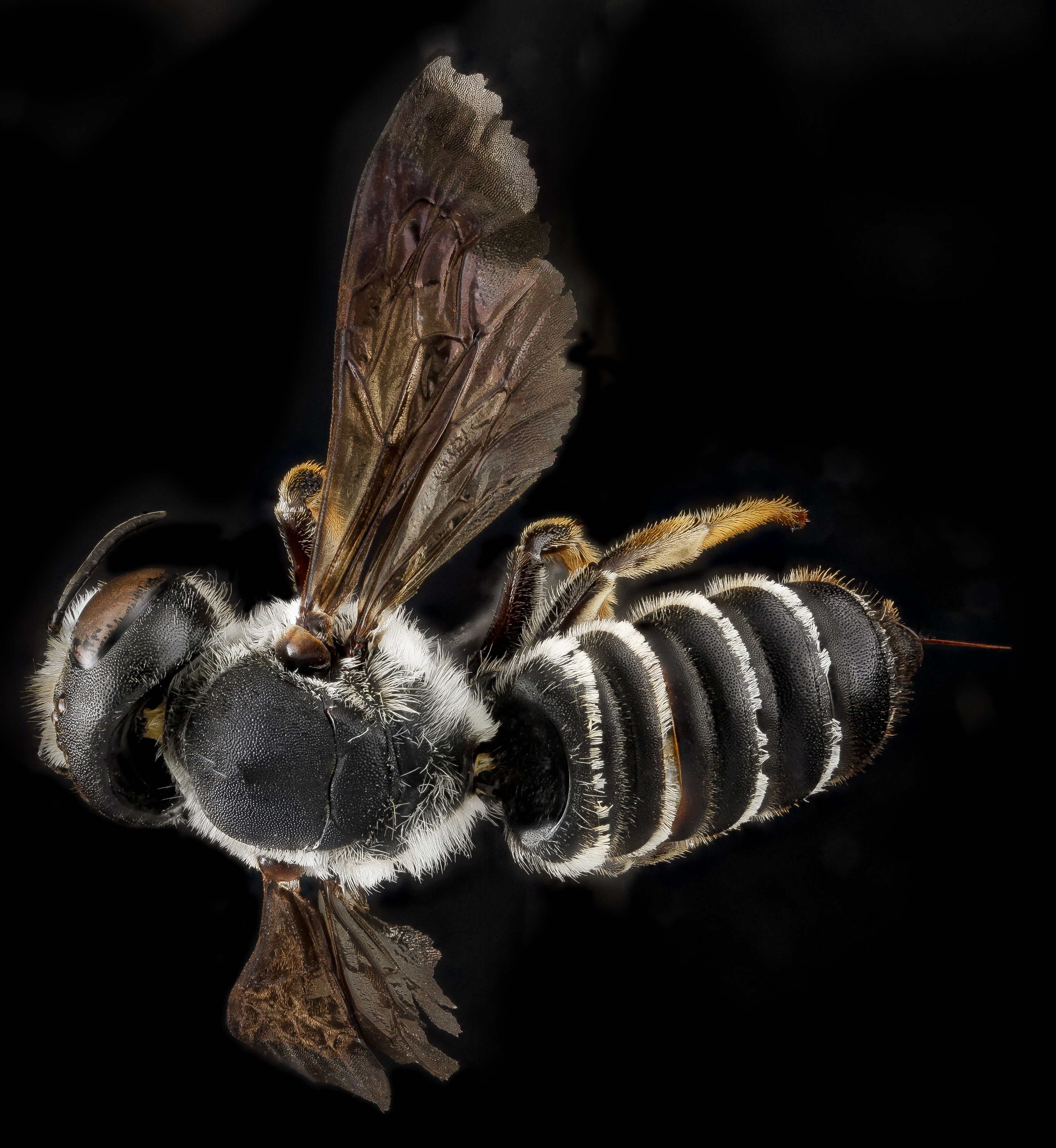 Image of Hostile Leaf-cutter Bee