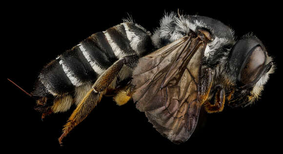 Image of Hostile Leaf-cutter Bee