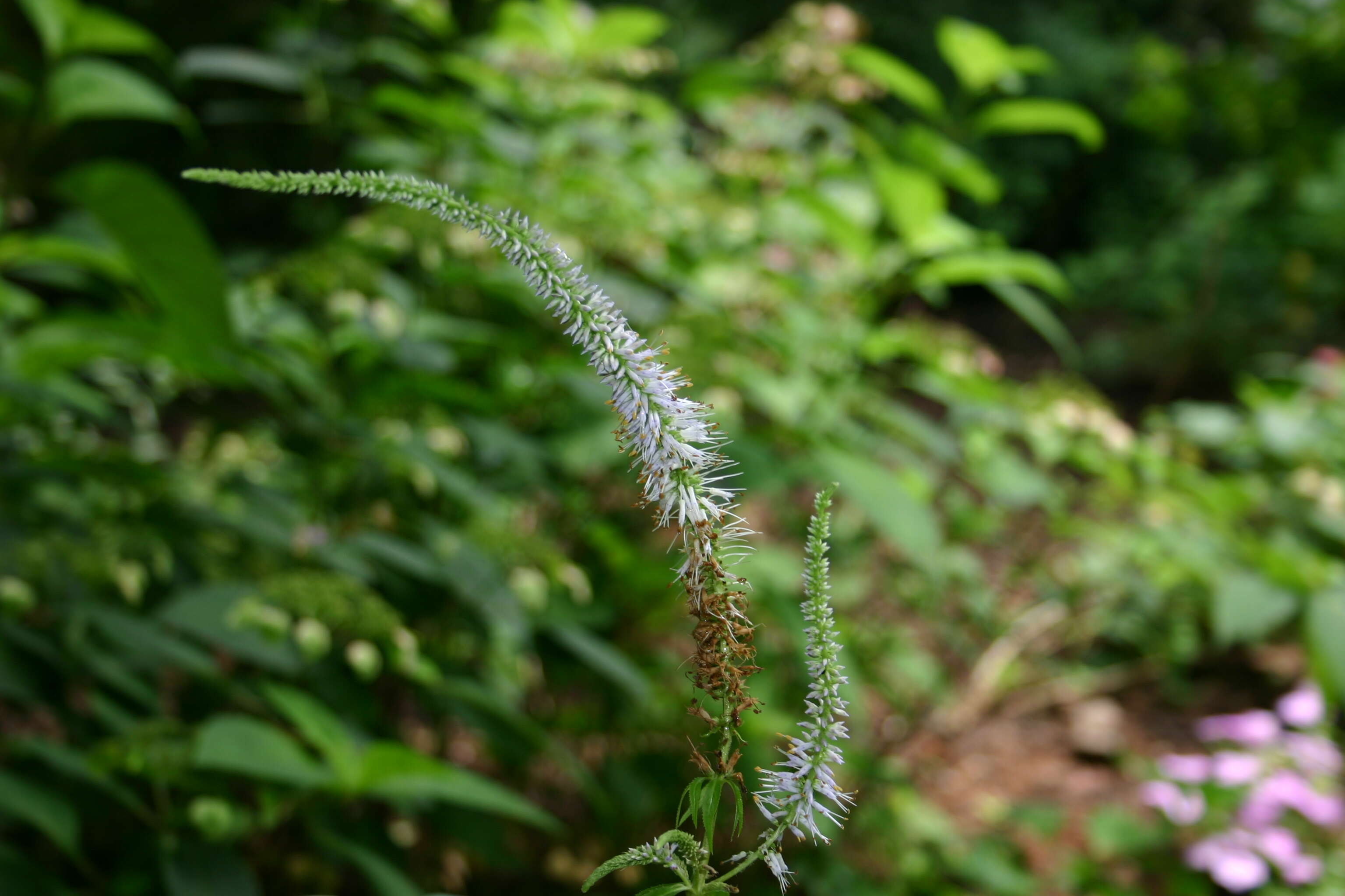 صورة Veronicastrum sibiricum (L.) Pennell