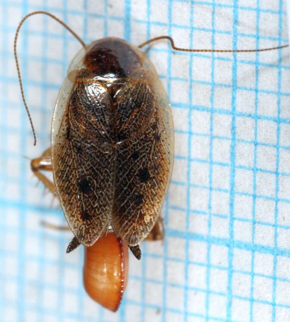 Image of dusky cockroach