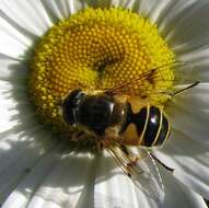 Image of <i>Eristalis horticola</i>