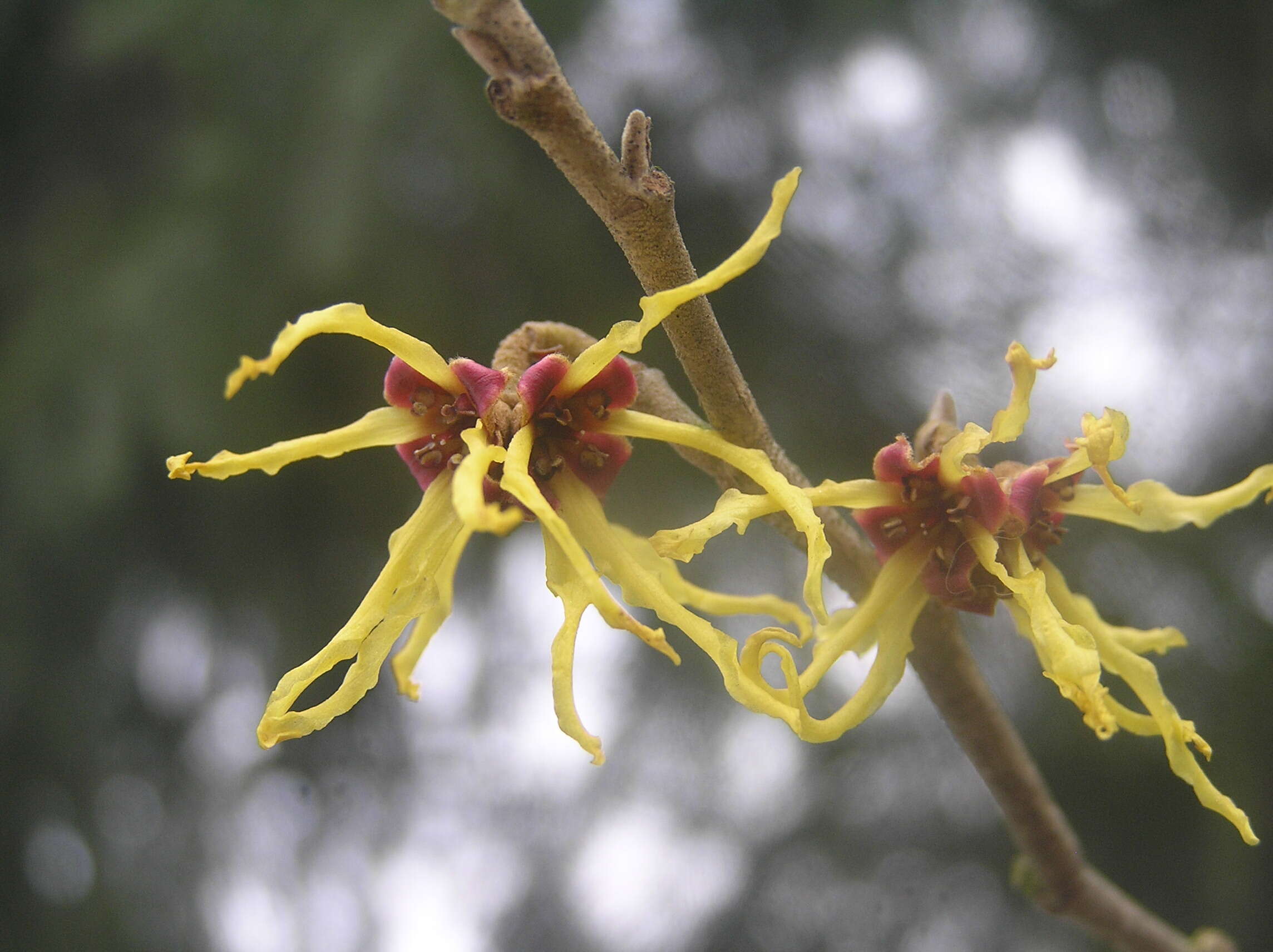 Image of Japanese Witch Hazel