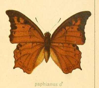 Imagem de Charaxes paphianus Ward 1871