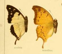 Image of Charaxes zoolina Westwood (1850)