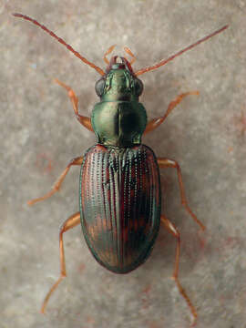 Image de Bembidion (Notaphus) oberthueri Hayward 1901