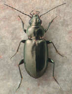 Bembidion (Notaphus) coloradense Hayward 1897的圖片