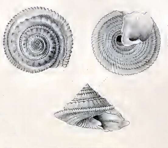 Image of Calliotropis limbifera (Schepman 1908)