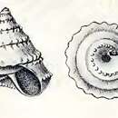Image of Calliotropis lissocona (Dall 1881)