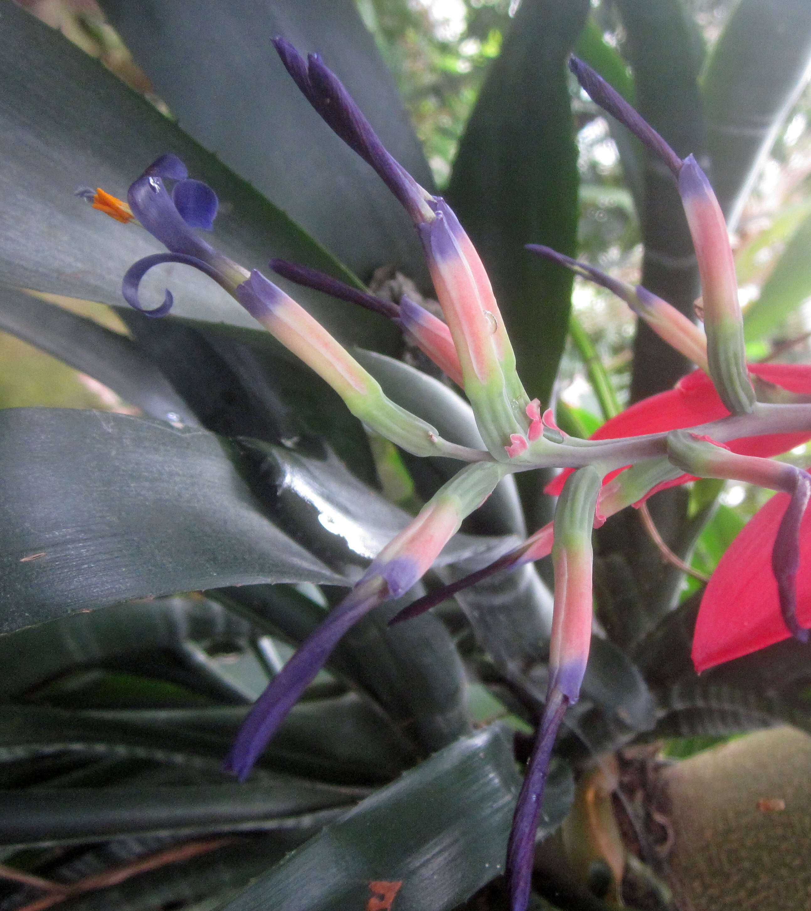 Image of Billbergia porteana Brongn. ex Beer