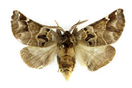 Image of Pygaera