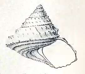 Image of Calliotropis ottoi (Philippi 1844)