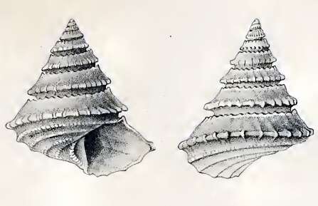 Image of Calliotropis pagodiformis (Schepman 1908)