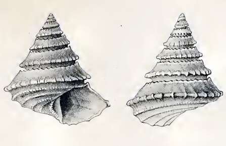 Imagem de Calliotropis pagodiformis (Schepman 1908)