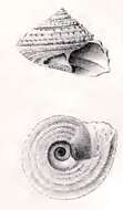Image of Calliotropis patula (Martens 1904)