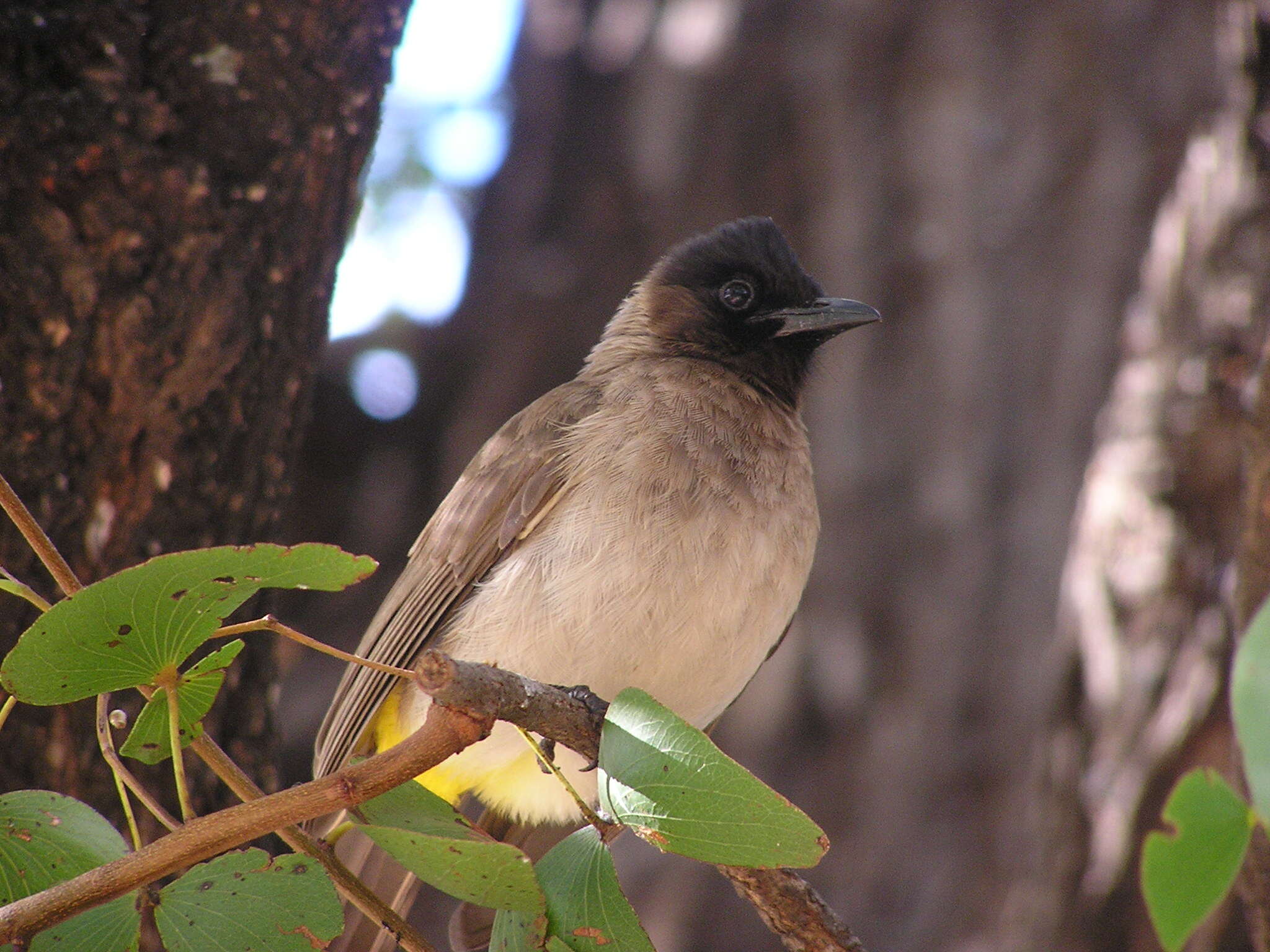 Plancia ëd Pycnonotus tricolor (Hartlaub 1862)