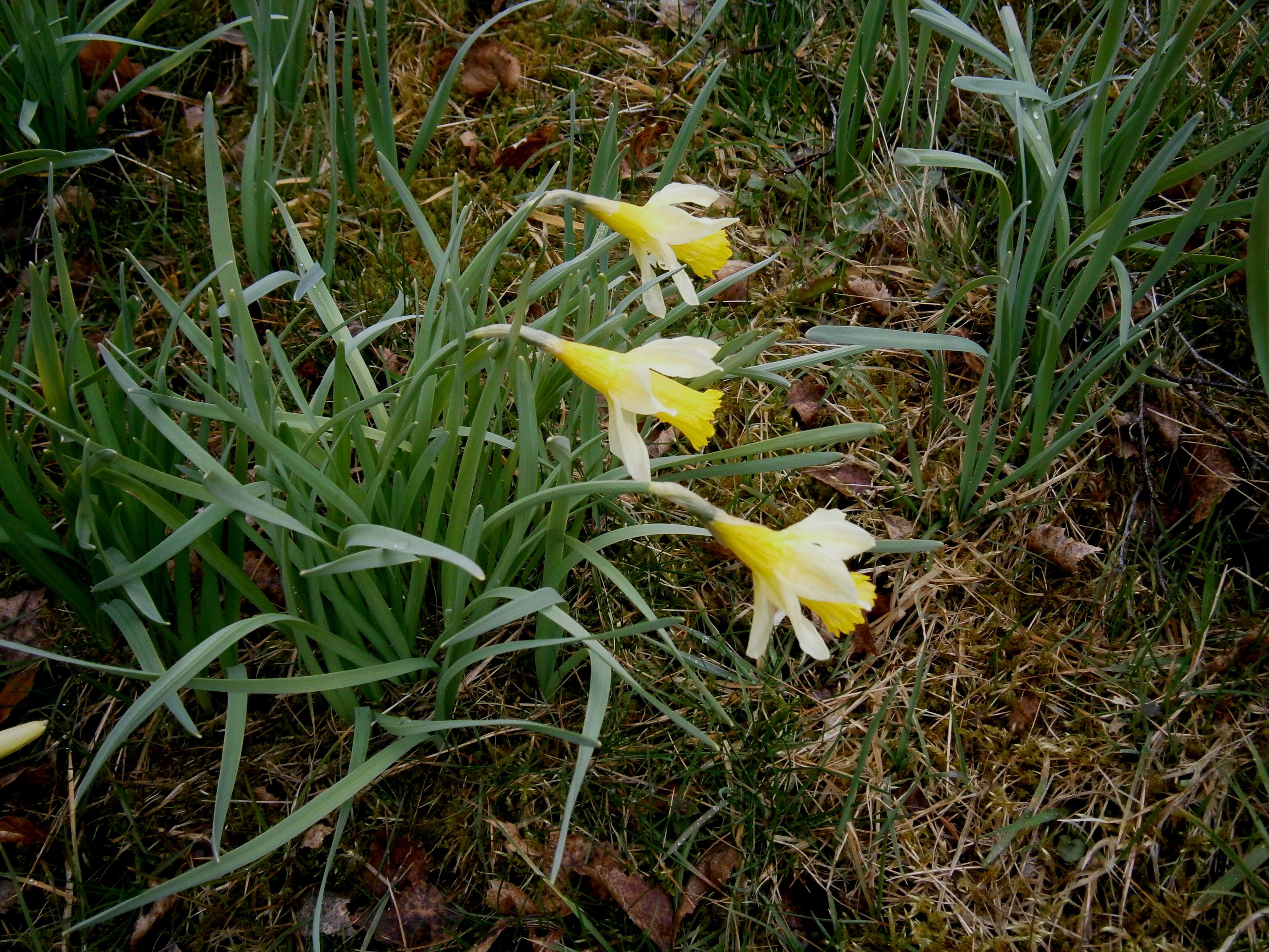 Image of daffodil