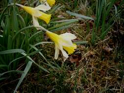 Image of daffodil