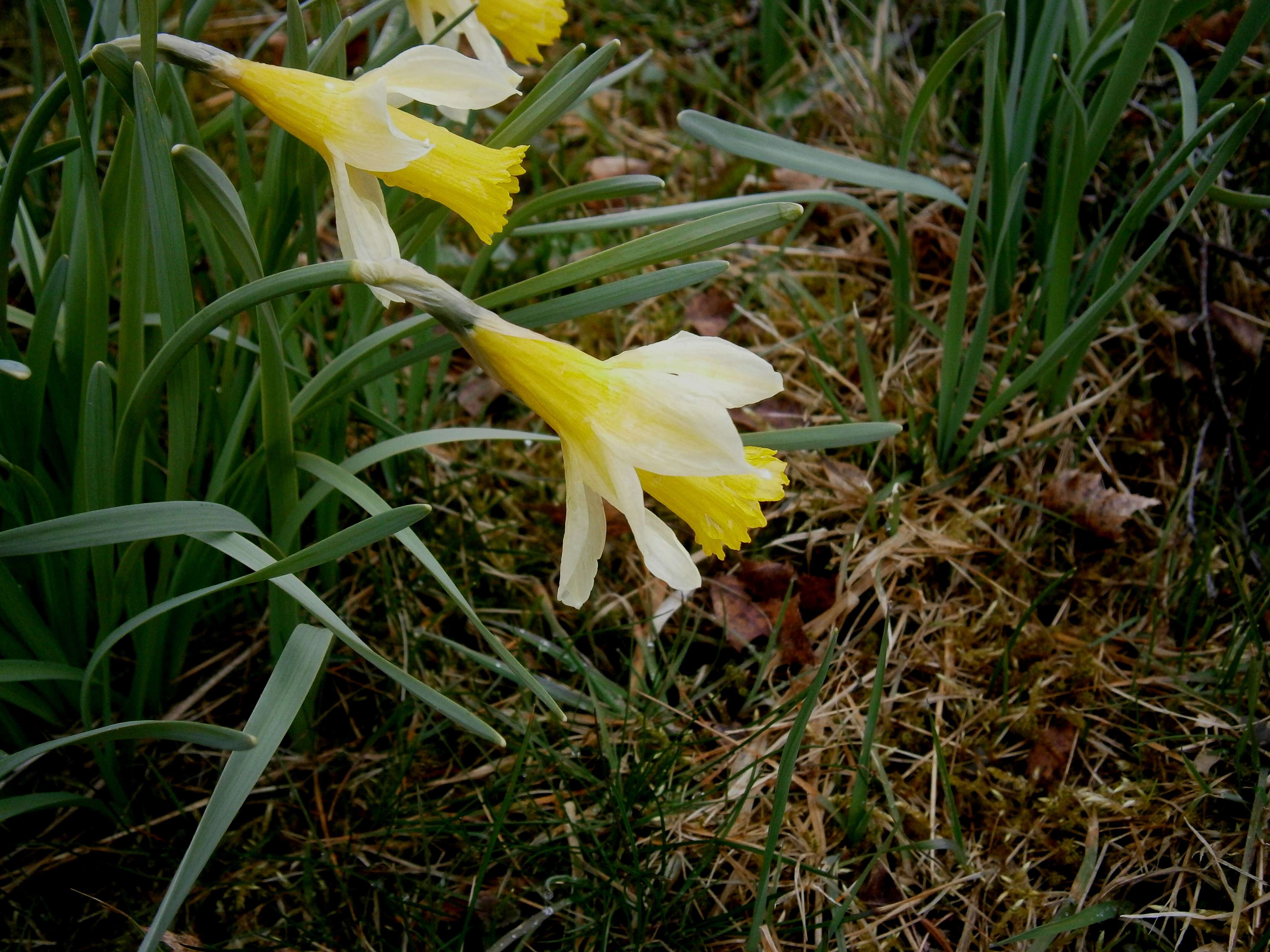 Image of daffodil