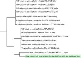 Volvopluteus michiganensis (A. H. Sm.) Justo & Minnis 2011 resmi