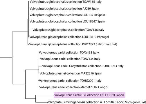 Image of Volvopluteus asiaticus Justo & Minnis 2011