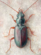 Image of Bembidion (Trichoplataphus) rolandi Fall 1922