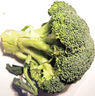 Image of sprouting broccoli