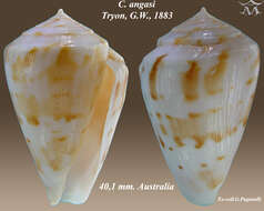 Conus angasi Tryon 1884的圖片