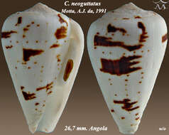 Image of Conus lineopunctatus Kaicher 1977