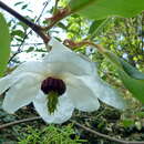 Image de Magnolia wilsonii (Finet & Gagnep.) Rehder