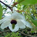 Magnolia wilsonii (Finet & Gagnep.) Rehder resmi