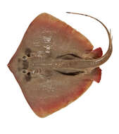 Image of Plain maskray